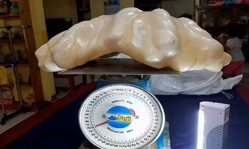 Vào năm 2007, một ngư dân Philippines giấu tên vô tình tìm thấy khối ngọc trai nặng 34 kg ở vùng biển ngoài khơi đảo Palawan.