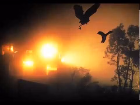 Sau khi mặt trời lặn (từ 7 - 10h tối) chủ yếu vào tháng 9 - 10, hàng trăm con chim bất ngờ lao vào các tòa nhà, cây cối.