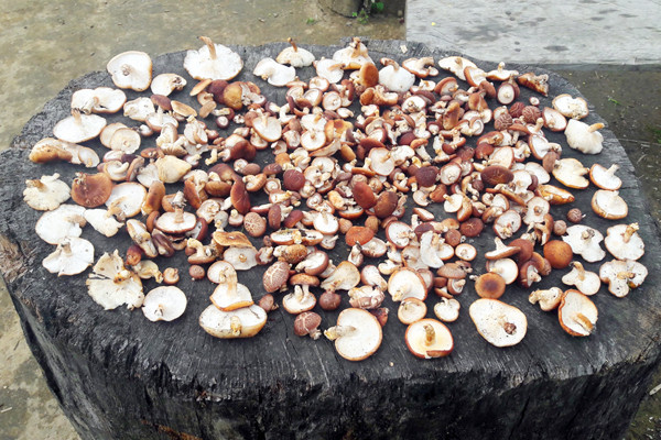 Nấm hương rừng tươi sau khi hái được phơi khô để bảo quản lâu hơn và bán có giá cao hơn.