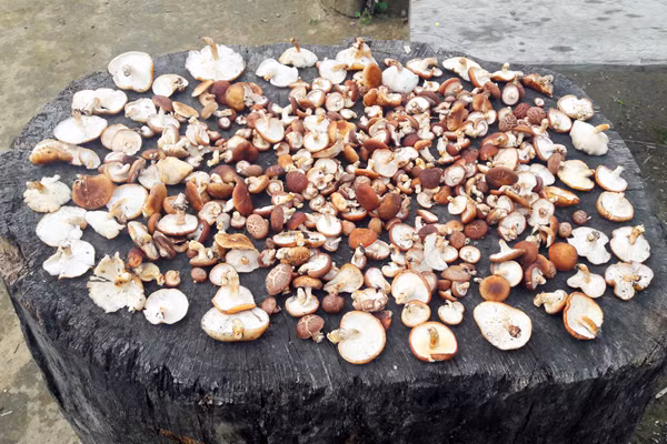 Nấm hương rừng tươi sau khi hái được phơi khô để bảo quản lâu hơn và bán có giá cao hơn.