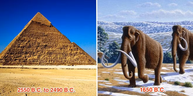 Con voi ma mút cuối cùng trên Trái đất chết gần 1.000 năm sau khi kim tự tháp Ai Cập được hoàn thành.