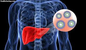 Những người bị nhiễm HBV có nguy cơ bị xơ gan và ung thư gan.