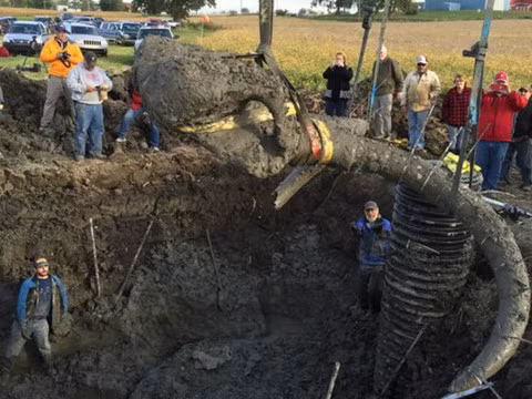 Tìm thấy xương voi ma mút lông mịn là một trong những phát hiện khảo cổ đáng chú ý. Cụ thể, vào năm 2015, James Bristle và người bạn sống ở Mỹ vô tình phát hiện một bộ xương voi ma mút lông mịn khổng lồ trên cánh đồng trồng đậu nành ở bang Michigan.