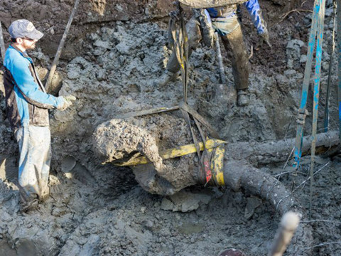 Ban đầu, hai nông dân nghĩ bộ xương voi ma mút là một đoạn hàng rào bị bỏ phế, dính đầy bùn đất. Tuy nhiên, khi càng đào sâu, họ mới phát hiện đây là một xương sườn của voi ma mút cực kỳ hiếm.