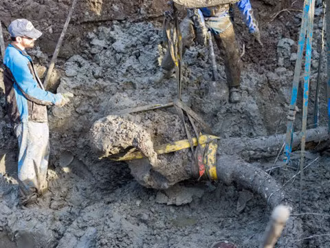 Ban đầu, hai nông dân nghĩ bộ xương voi ma mút là một đoạn hàng rào bị bỏ phế, dính đầy bùn đất. Tuy nhiên, khi càng đào sâu, họ mới phát hiện đây là một xương sườn của voi ma mút cực kỳ hiếm.