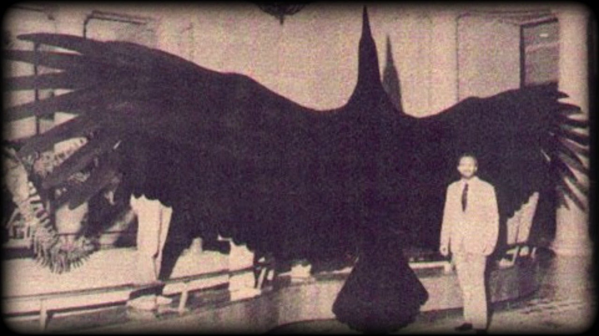 Vào năm 1979, các chuyên gia tìm thấy hóa thạch của loài chim Argentavis magnificens từng sống trên Trái đất khoảng 6 triệu năm trước.
