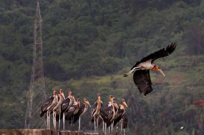 Hiện tượng chim tự sát hàng loạt ở Jatinga được cho là xuất hiện lần đầu vào năm 1905