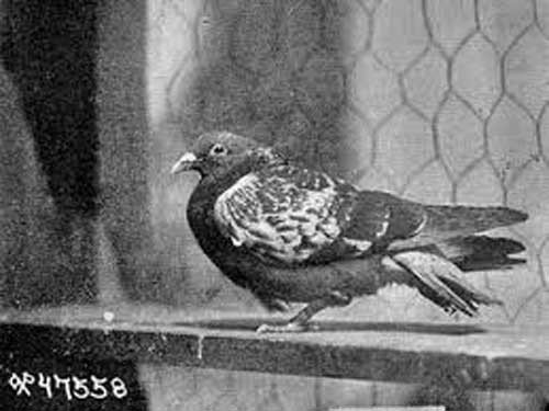 Do bị kẻ địch bao vây bốn phía nên binh sĩ quân Đồng minh lâm vào cảnh không có thức ăn, đạn dược cũng như không có cơ hội đột phá vòng vây của Đức.