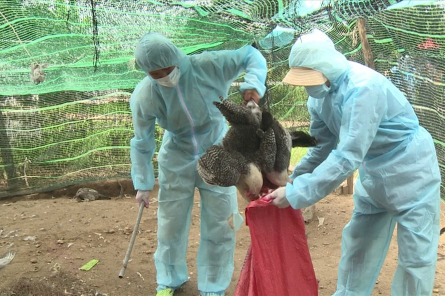 Khan cap ngan chan o dich cum A H5N6 co the lay lan sang nguoi