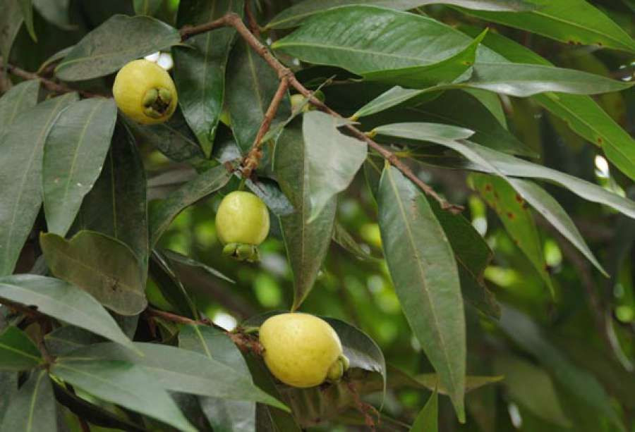 Trái lý ít được bán vì cây lý trồng lâu năm và ra ít quả (hơn mười năm cây lý mới đậu trái). Ảnh pinimg.