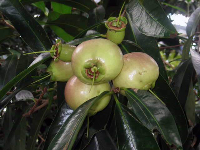 Trái lý khi chín tới có màu vàng cam và phơn phớt hồng nhìn rất đẹp mắt. Ảnh selu.