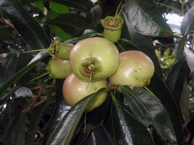 Trái lý khi chín tới có màu vàng cam và phơn phớt hồng nhìn rất đẹp mắt. Ảnh selu.