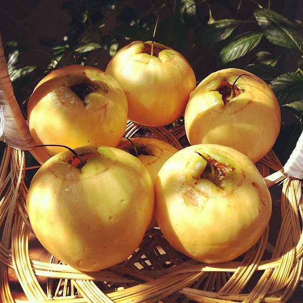 Mùa trái lý thường kéo dài từ tháng 12 đến tháng 4 hàng năm. Ảnh staticflickr.