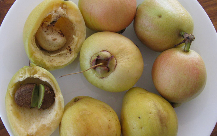 Trái lý trông giống trái mận (miền bắc gọi là quả roi) nhưng ít nước hơn. Bên trong quả có 1 - 3 hạt màu nâu. Ảnh baovinhlong.