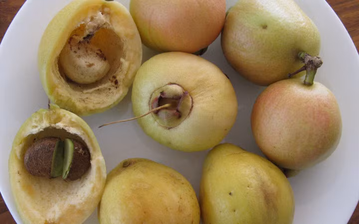 Trái lý trông giống trái mận (miền bắc gọi là quả roi) nhưng ít nước hơn. Bên trong quả có 1 - 3 hạt màu nâu. Ảnh baovinhlong.