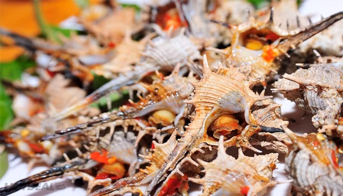 Ốc gai xương rồng được xem là món quà của biển. Ảnh divui.