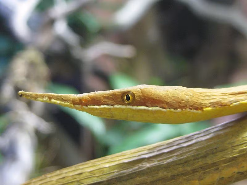 Rắn mũi lá đực thường có lưng mà nâu và màu vàng ở bụng trong khi con cái có đốm xám trên lưng và mũi thì ngắn hơn. Ảnh wikimedia.