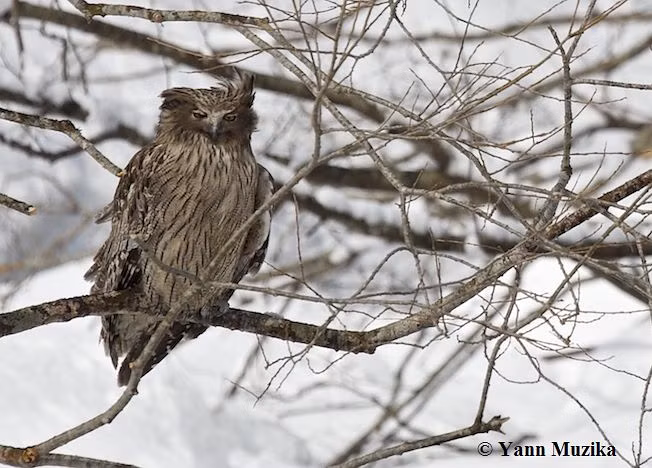 Thức ăn chủ yếu của cú Blakiston là cá, vì vậy sống dựa vào những khu rừng ven sông. Ảnh orientalbirdimages.
