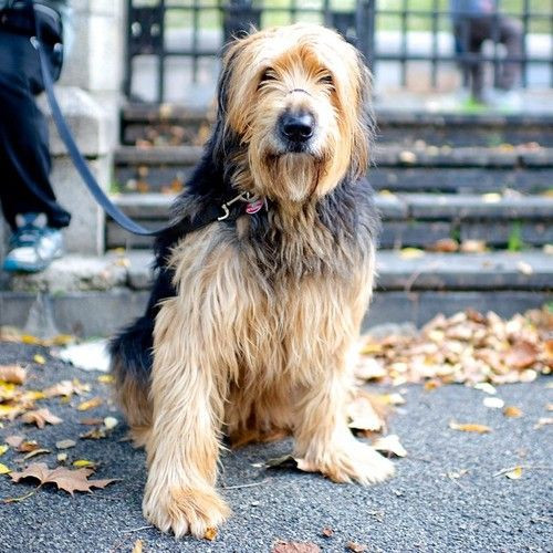 Chó săn rái cá có bộ lông dày, dài, thường có màu xám, nâu trắng và nâu đen, đặc biệt là bộ lông của chúng không thấm nước. Ảnh 101dogbreeds.