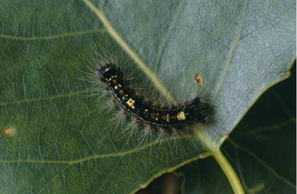 Cùng với hiện tượng trái đất ấm lên, số lượng loài sâu róm sồi này cũng tăng lên, phát triển nhanh hơn. Ảnh pyrgus.