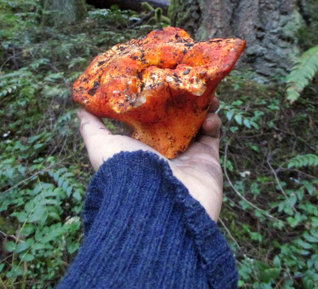 Bên cạnh đó, loại nấm lạ này còn có kết cấu độc đáo đem lại cảm giác nhai giống như thịt. Ảnh khoahoc.