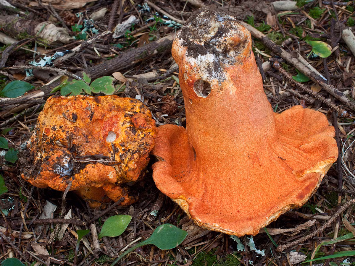 Bên cạnh đó, loại nấm này còn được xem như một đặc sản và được săn lùng mỗi khi vào vụ mùa (mùa hè và mùa thu). Ảnh mykoweb.