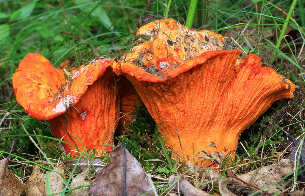 Không chỉ là một món ăn ngon, nấm tôm hùm còn được sử dụng làm thuốc nhuộm vải và giấy. Ảnh staticflickr.