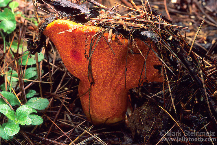 Mốc Hypomyces lactifluorum chỉ tấn công một vài vật chủ nhất định, đó là các loài thuộc chi Lactarius, Lactifluus, Russula… Ảnh photoshelter.
