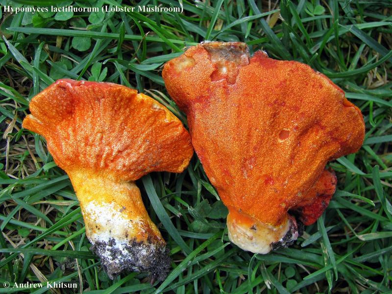 Chính vì vậy, nấm tôm hùm đã trở thành một loại nguyên liệu thay thế tuyệt vời cho thịt/cá trong các món chay. Ảnh wisconsinmushrooms.