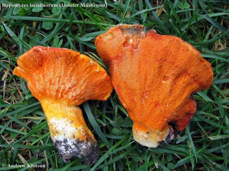 Chính vì vậy, nấm tôm hùm đã trở thành một loại nguyên liệu thay thế tuyệt vời cho thịt/cá trong các món chay. Ảnh wisconsinmushrooms.