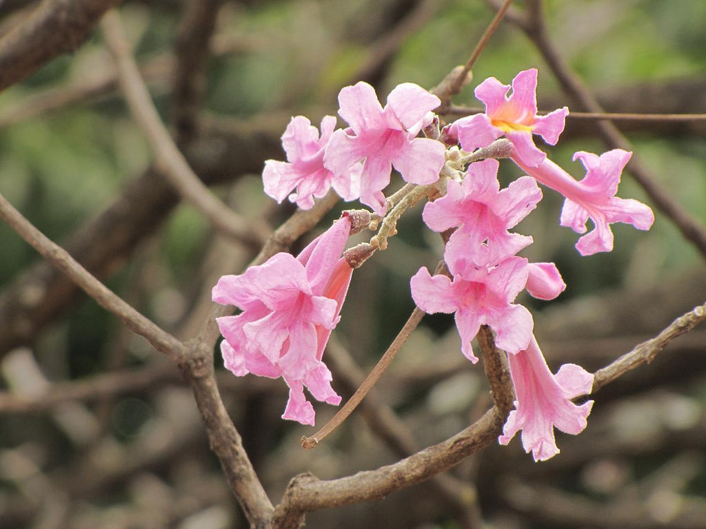 Cây hoa kèn hồng là loài cây ưa sáng, sống tốt trên đất khô. Cây bắt đầu trổ nụ vào khoảng cuối tháng 3 và nở rộ vào đầu tháng tư. Tuy nhiên, hoa chỉ bung nở khoảng 3 - 4 ngày là tàn. Ảnh staticflickr.