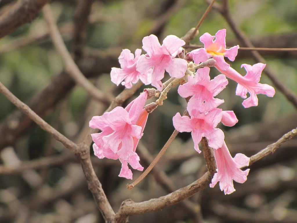 Cây hoa kèn hồng là loài cây ưa sáng, sống tốt trên đất khô. Cây bắt đầu trổ nụ vào khoảng cuối tháng 3 và nở rộ vào đầu tháng tư. Tuy nhiên, hoa chỉ bung nở khoảng 3 - 4 ngày là tàn. Ảnh staticflickr.