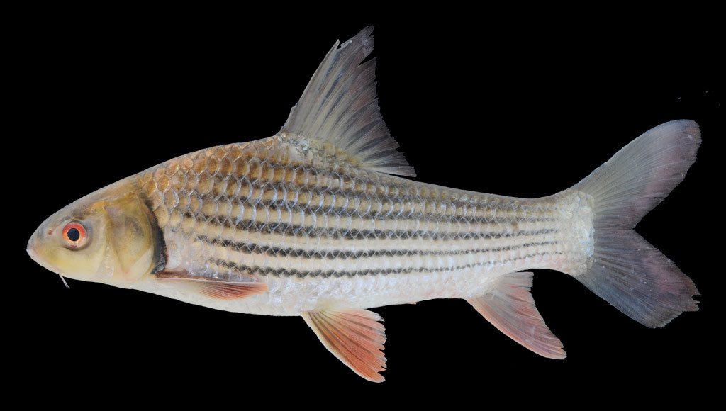 Cá trà sóc có thể đạt kích thước tối đa là 165cm và nặng 70kg. Chúng có thể sống tới 50 năm. Ảnh ffish.