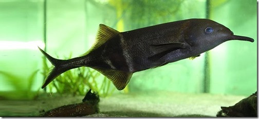 Chiếc vòi này được cá vòi voi sử dụng vào rất nhiều việc khác nhau: kiếm thức ăn, di chuyển, giao tiếp với thế giới bên ngoài cũng như tự vệ. Ảnh cacanhphongthuy.