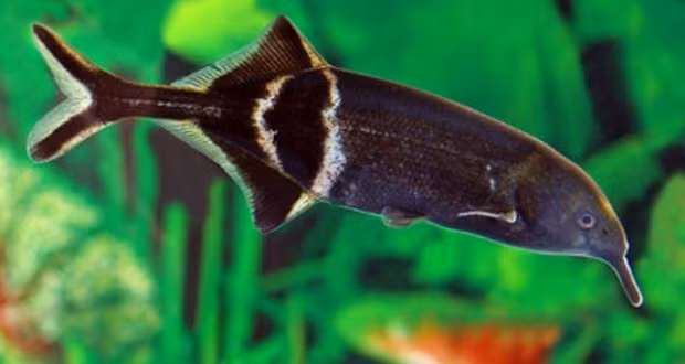  Cá vòi voi có cơ thể dài, thon, màu nâu sẫm đến đen, đuôi nhỏ hẹp, phần mũi dài ra phía trước như một cái vòi. Ảnh cacanhthaihoa.