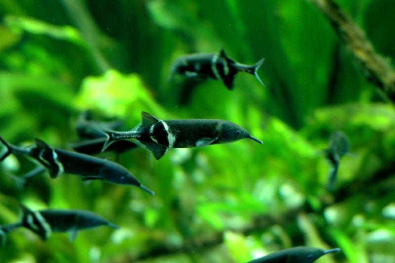  Cá vòi voi thích sục mũi xuống nền đáy tìm thức ăn nên nếu nuôi cá vòi voi trong bể thủy sinh cần phải phủ cát, bùn đất hoặc trải sỏi tròn không có góc cạnh. Ảnh pinimg.