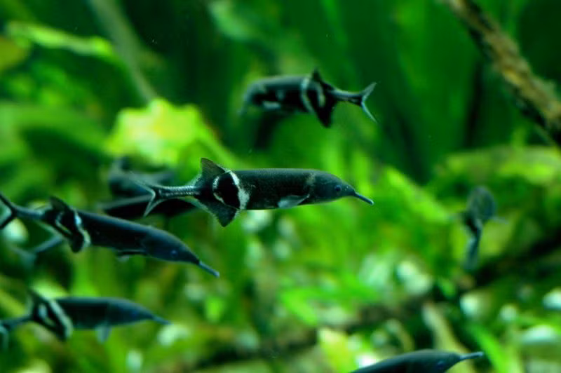  Cá vòi voi thích sục mũi xuống nền đáy tìm thức ăn nên nếu nuôi cá vòi voi trong bể thủy sinh cần phải phủ cát, bùn đất hoặc trải sỏi tròn không có góc cạnh. Ảnh pinimg.