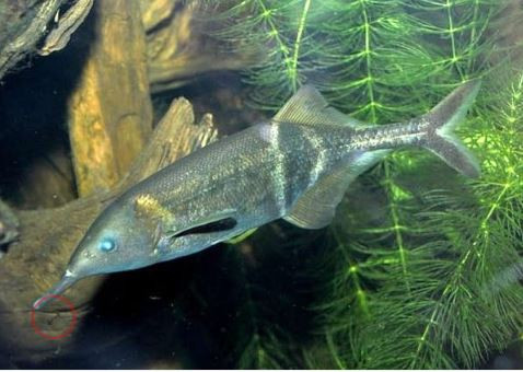 Cá vòi voi có nguồn gốc từ châu Phi với tên khoa học là Gnathonemus petersii, có thể đạt kích thước đến 35cm. Ảnh aquauga.