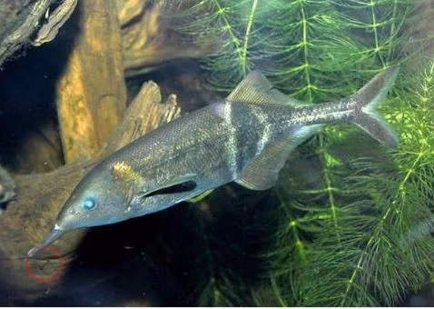 Cá vòi voi có nguồn gốc từ châu Phi với tên khoa học là Gnathonemus petersii, có thể đạt kích thước đến 35cm. Ảnh aquauga.