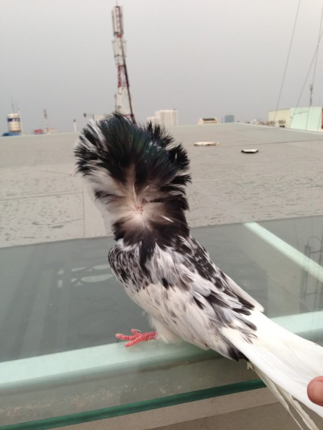 Chính vì bị hạn chế về tầm nhìn nên bồ câu Jacobin gần như không thể bay, chúng chỉ di chuyển trên mặt đất. Ảnh wordpress.