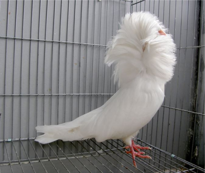 Bồ câu Jacobin là một trong những giống chim bồ câu được thuần hóa lâu đời nhất thế giới. Giống chim này có thể mang lại thú vui cho người chơi, nhưng việc chăm sóc cho chúng thực sự hơi khó. Ảnh aquabird.