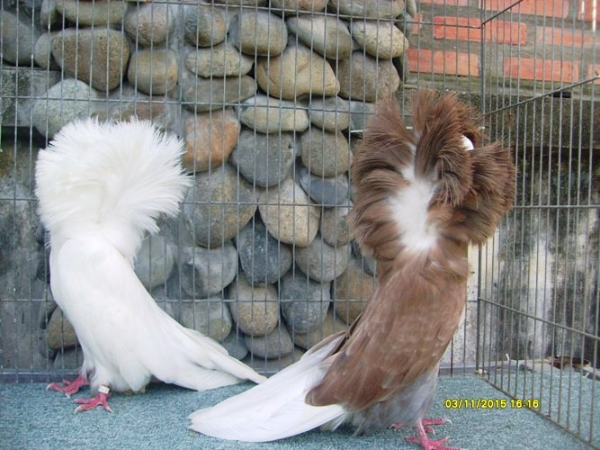 Loài chim này được đặt tên từ thế kỷ 12 theo tên của các vị thầy tu Jacobin do họ thường đội một chiếc khăn trùm đầu khá giống với vẻ ngoài của bộ lông cổ. Bồ câu Jacobin có khả năng chăm sóc con non khá tốt. Ảnh nlsdinhtuong.