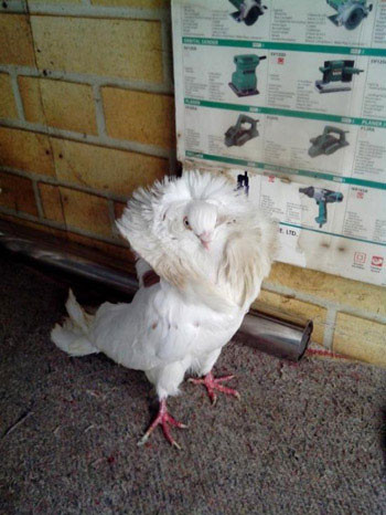 Loài bồ câu này thay đổi khá nhiều trong 80 năm qua. Ban đầu chúng khá nhỏ, nhưng giống Jacobin ngày nay còn mảnh mai hơn và cỡ trung bình, lông cánh dài, chân dài và đuôi ngắn dẹt. Bồ câu Jacobin có màu trắng muốt hoặc màu xám hoặc đa màu. Ảnh kieu.