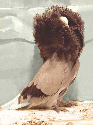 Theo một số chuyên gia, bồ câu Jacobin có nguồn gốc từ Ấn Độ hoặc là loài bản địa của đảo Cyprus, là hậu duệ của chim gầm ghì đá (Columba livia). Ảnh wikimedia.