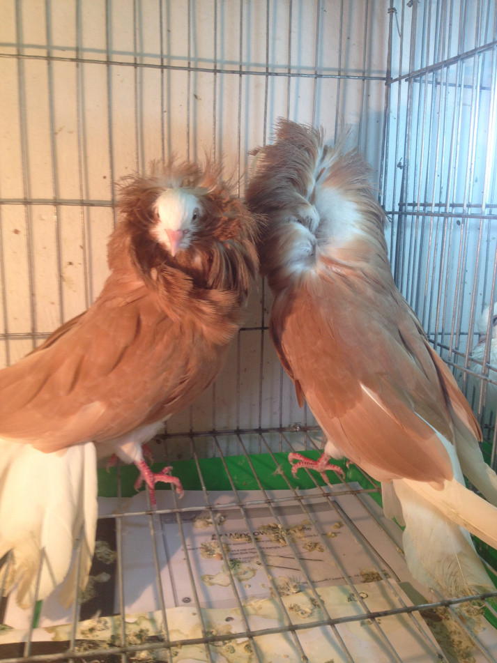 Bồ câu Jacobin có phần lông vũ bao quanh cổ cao vượt quá đầu và dựng thẳng, vì thế mà chúng chỉ có thể nhìn thấy mọi vật phía trước nó. Ảnh wordpress.