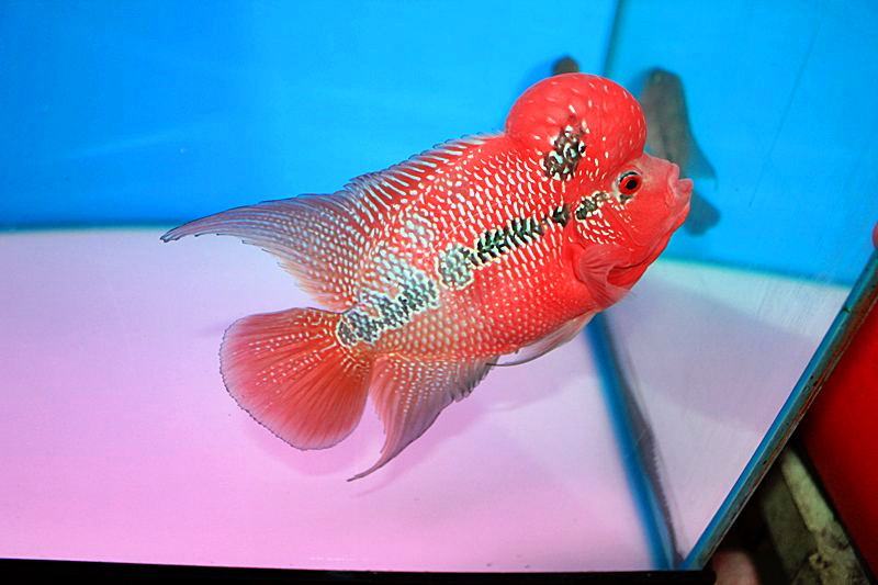 Cá La Hán không chỉ dễ nuôi mà còn có tuổi thọ cao, trên 10 năm. Ảnh thucantuoisong.