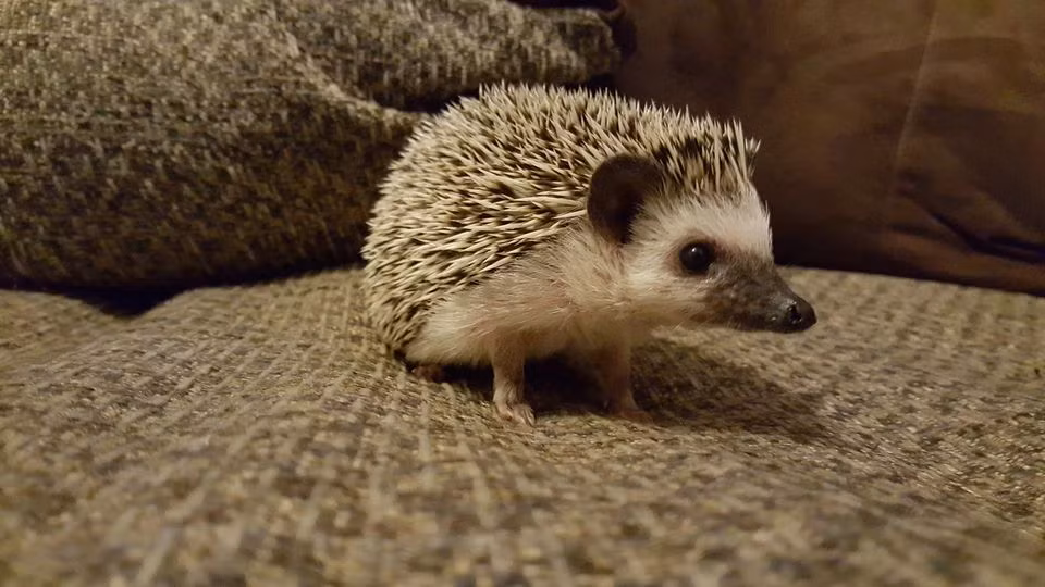 Khả năng miễn dịch nọc độc của nhóm Hedgehog cao gấp 35 - 45 lần so với lợn Guinea. Ảnh tqn.