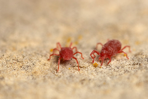 Nhện đỏ có miệng chích hút như mũi kim. Chúng ăn biểu bì của lá, hút nhựa cây, làm cây yếu đi và chết. Ảnh agriviet.
