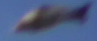 Bí ẩn vật thể lạ hình cá khổng lồ chao lượn bầu trời - Hình 2 Bi an vat the la hinh ca khong lo chao luon bau troi-Hinh-2