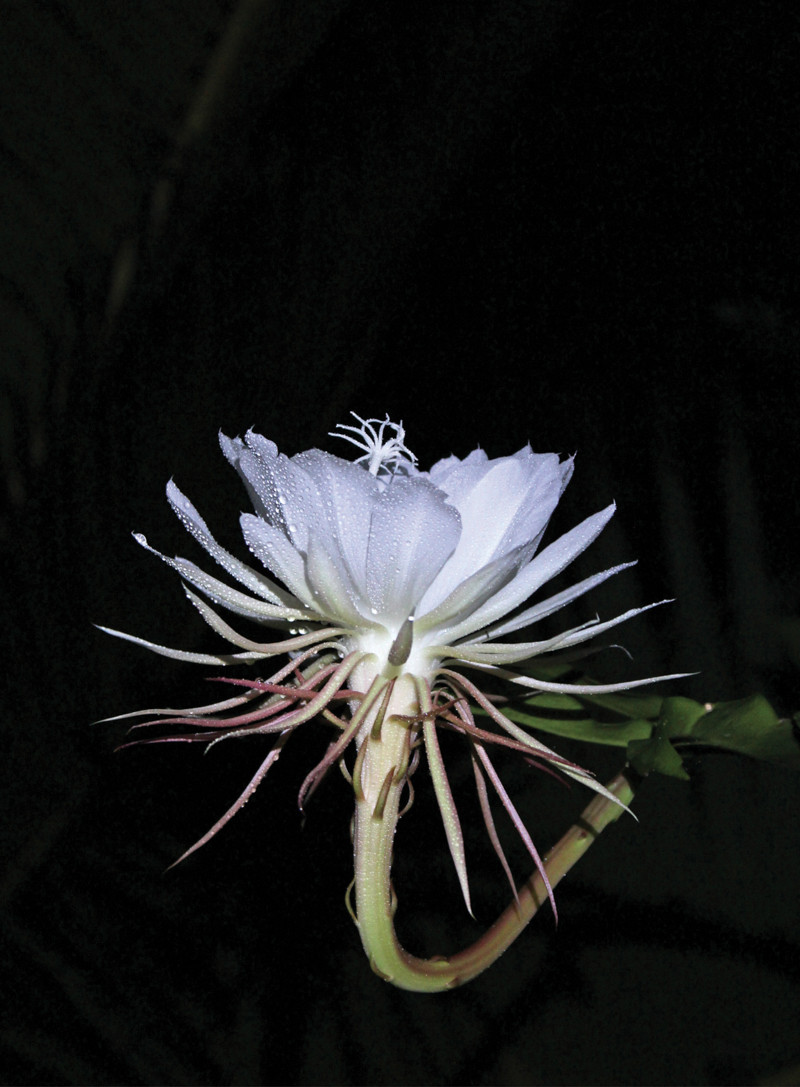 Thậm chí, người ta còn tin rằng hoa Kadupul là loài hoa được dùng để dâng lên Đức Phật kính mến. Ảnh btoptions.